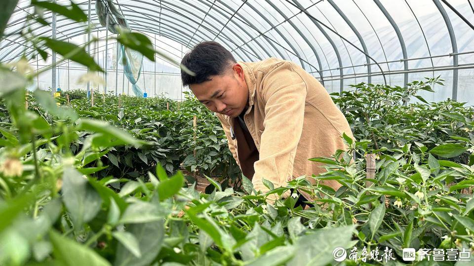 辣子鸡 奔百亿 枣庄这道餐桌“硬”菜冲刺百亿级富民大产业 种子