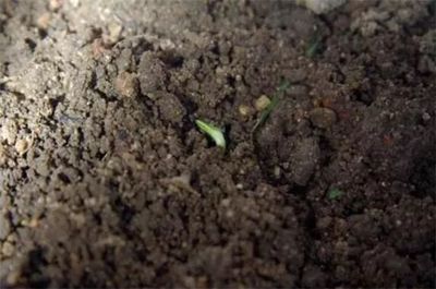 格桑花种子的种植方法 4个步骤使种子快速生根发芽